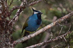 Crested paraliminacija - jedinstvena ptica Crested paraliminacija - jedinstvena ptica